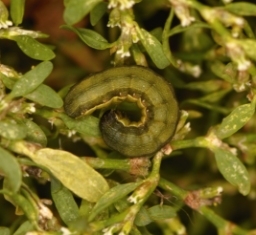 Foto af Smalvinget ugle (Spodoptera exigua) | Larve