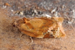Foto af Ditula angustiorana (Ditula angustiorana) | Standardfoto