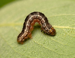 Foto af Vatret bladmåler (Hydriomena furcata) | Larve