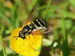 Foto af Klit-hvepsesvirreflue (Chrysotoxum festivum) | Han