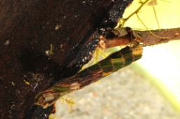 Foto af Agrypnia varia (Agrypnia varia) | Larve
