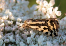 Foto af Tigersnerleugle (Emmelia trabealis) | Standardfoto