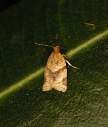 Foto af Clepsis peritana (Clepsis peritana) | Han