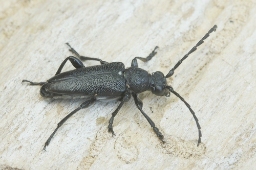 Foto af Sort blomsterbuk (Stictoleptura scutellata) | Standardfoto