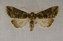 Foto af Mosgrøn uglespinder (Polyploca ridens) | Præparat