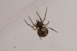 Foto af Parasteatoda tabulata (Parasteatoda tabulata) | Frederik Leck Fischer
