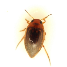 Foto af Porhydrus lineatus (Porhydrus lineatus) | Standardfoto