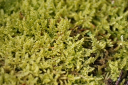 Foto af Hede-cypresmos (Hypnum jutlandicum)