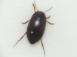 Foto af Hydroporus pubescens (Hydroporus pubescens) | Standardfoto