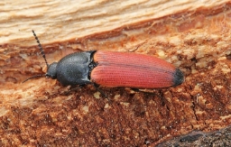 Foto af Ampedus praeustus (Ampedus praeustus) | Standardfoto