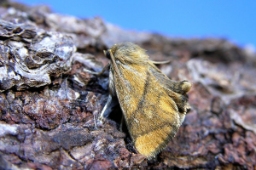 Foto af Stor sneglespinder (Apoda limacodes) | Standardfoto