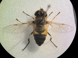 Foto af Sydlig dyndflue (Eristalis similis) | Hun