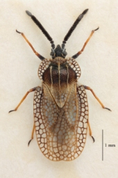 Foto af Dictyonota strichnocera (Dictyonota strichnocera) | Standardfoto