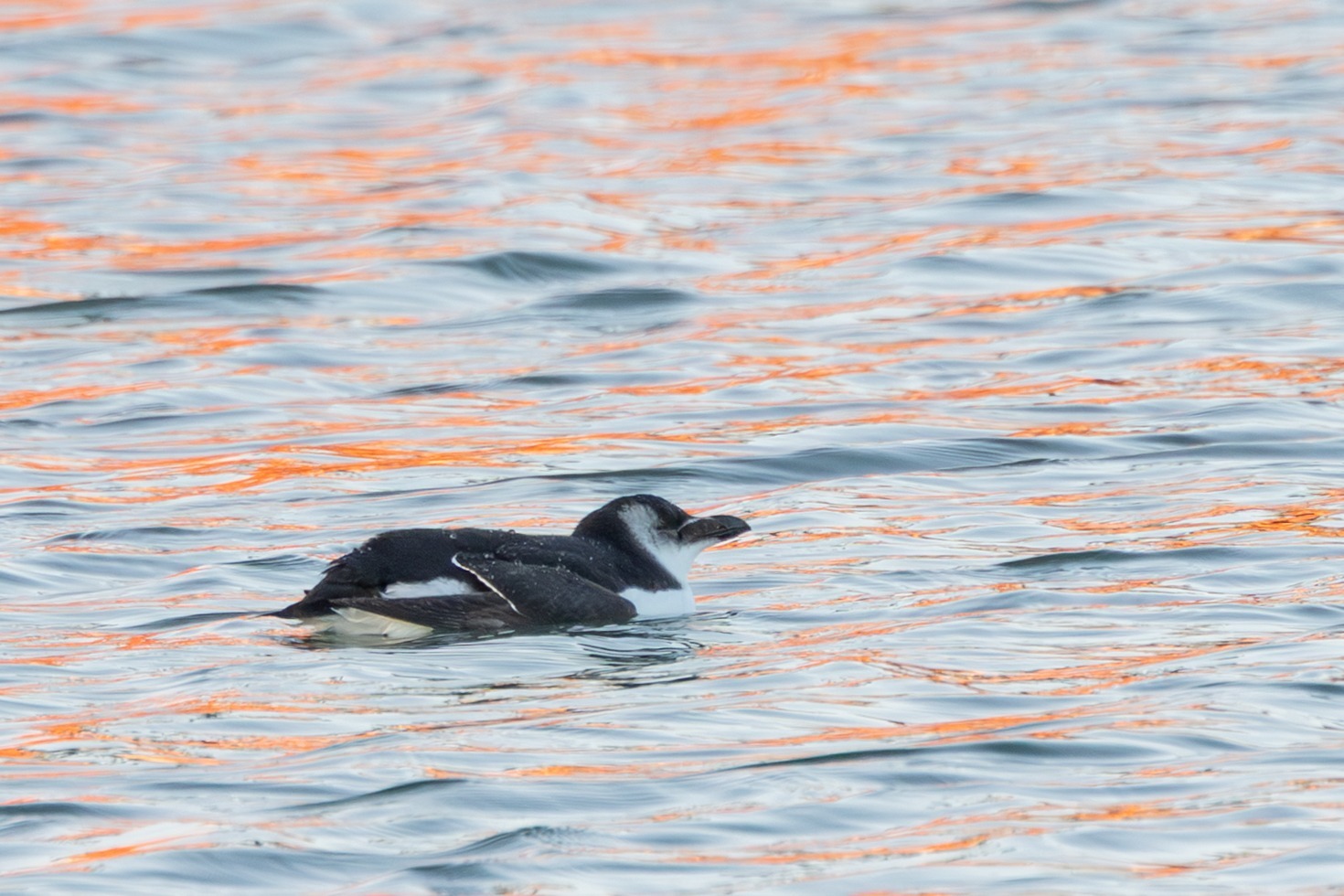 Razorbill (Alca torda), photo 7