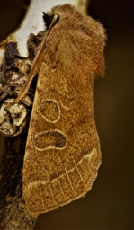 Foto af Rødgul forårsugle (Orthosia cerasi) | Hun