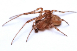 Foto af Grå sektoredderkop (Zygiella x-notata) | Han
