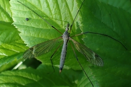 Foto af Tipula luna (Tipula luna) | Hun
