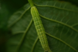 Foto af Rødelugle (Lithophane furcifera) | Larve