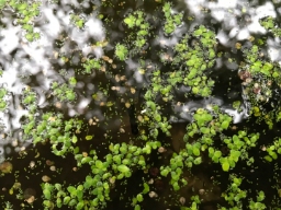 Foto af Wolffia columbiana (Wolffia columbiana) | Standardfoto