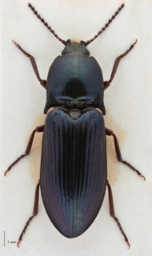 Foto af Kobbersmælder (Selatosomus aeneus) | Standardfoto