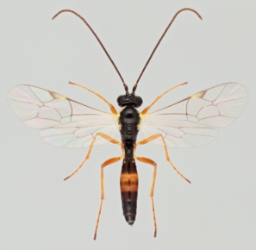 Foto af Promethes sulcator (Promethes sulcator) | Malcolm Storey