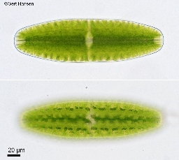 Foto af Netrium digitus (Netrium digitus) | Standardfoto