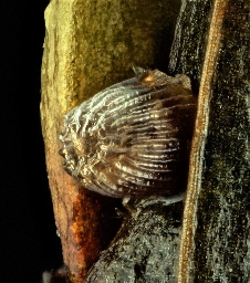 Foto af Okkerrød aprilugle (Cerastis rubricosa) | Æg