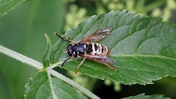 Foto af Halvmåne-vedsvirreflue (Temnostoma meridionale) | Standardfoto