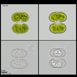 Foto af Cosmarium ellipsoideum (Cosmarium ellipsoideum) | Standardfoto