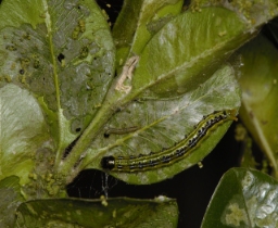 Foto af Buksbomhalvmøl (Cydalima perspectalis) | Larve