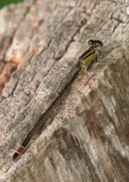 Foto af Stor farvevandnymfe (Ischnura elegans) | Hun