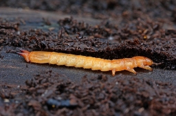 Foto af Sorthovedet kardinalbille (Pyrochroa coccinea) | Larve