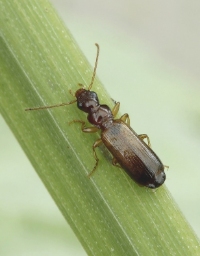 Foto af Smal sivløber (Paradromius linearis) | Standardfoto