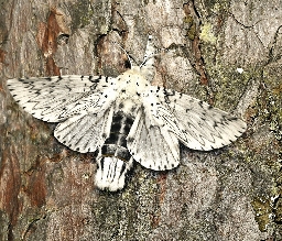 Foto af Lys hermelinskåbe (Cerura erminea) | Han