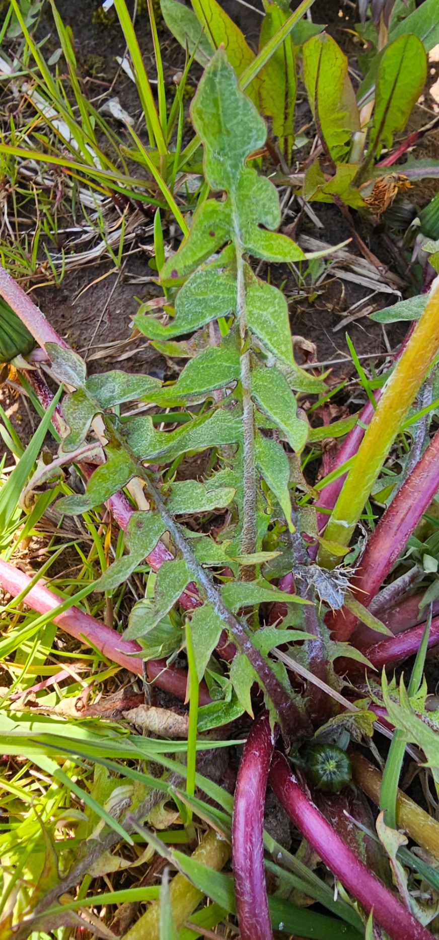 Dandelion