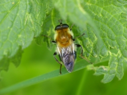 Foto af Uldhåret pelssvirreflue (Criorhina floccosa) | Han
