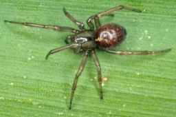 Foto af Enoplognatha caricis (Enoplognatha caricis) | Hun