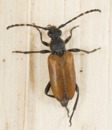 Foto af Stictoleptura maculicornis (Stictoleptura maculicornis) | Standardfoto