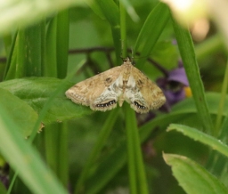 Foto af Andemadhalvmøl (Cataclysta lemnata) | Standardfoto