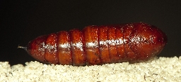 Foto af Kålugle (Mamestra brassicae) | Puppe