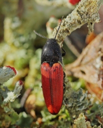 Foto af Ampedus quercicola (Ampedus quercicola) | Standardfoto