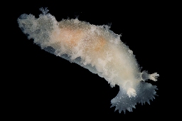 Foto af Stor tritonia (Tritonia hombergii) | Standardfoto