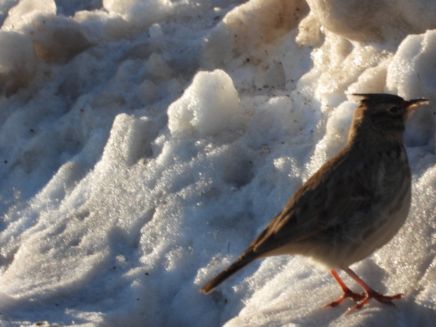 Crested Lark (Galerida cristata), photo 10