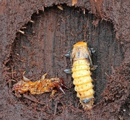 Foto af Sorthovedet kardinalbille (Pyrochroa coccinea) | Puppe