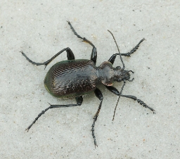 Foto af Lille pupperøver (Calosoma inquisitor) | Standardfoto