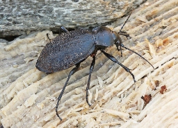Foto af Læderløber (Carabus coriaceus) | Standardfoto