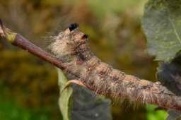 Foto af Gastropacha populifolia (Gastropacha populifolia) | Larve