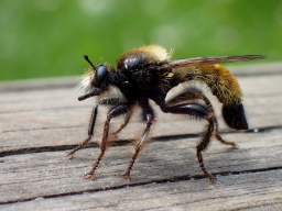 Foto af Gul vedrovflue (Laphria flava) | Han
