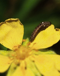 Foto af Lille charmeugle (Elaphria venustula) | Larve