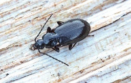 Foto af Langstrakt kvikløber (Agonum thoreyi) | Standardfoto